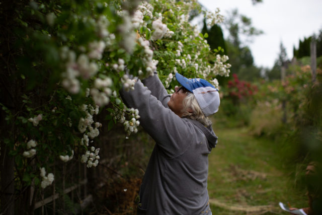 Η ομάδα Floret επισκέπτεται τους κήπους και προσπαθεί να εντοπίσει τα φυτά της Anne Belovich