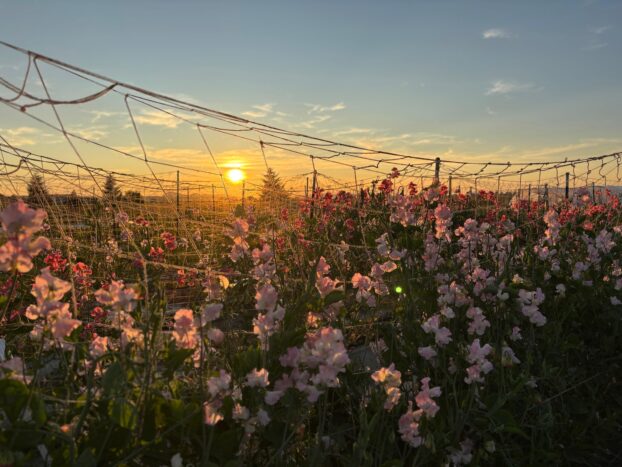 Songbird Seed Co.