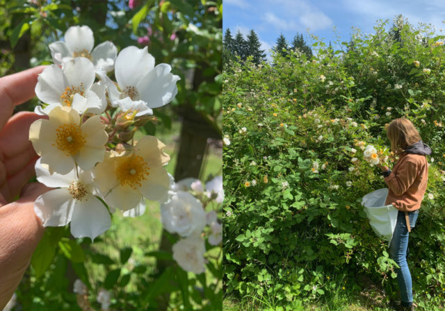 Τριαντάφυλλα στο Floret Farm