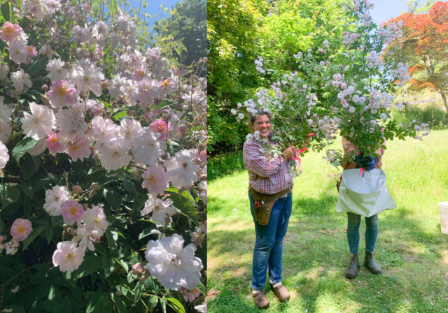 Συγκεντρωμένη φωτογραφία της ομάδας Floret και ανοιχτό ροζ τριαντάφυλλα