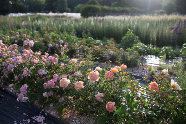 Σειρές τριαντάφυλλων στο Floret Farm