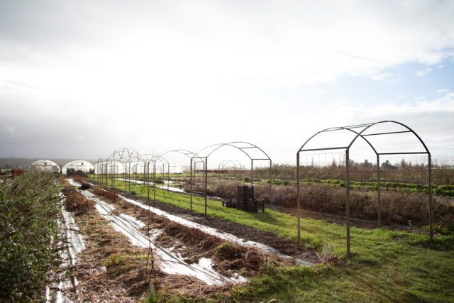 Σειρά αψίδων στο Floret Farm που θα καλύπτεται από τριαντάφυλλα