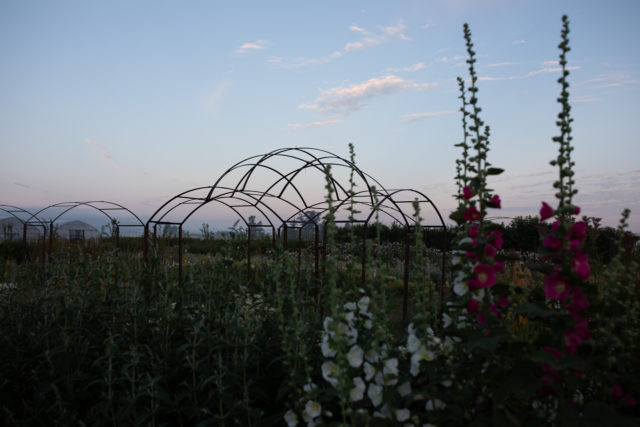 Μεγάλος μεταλλικός θόλος στο Floret Farm που τελικά θα κατακλυστεί με άνθη