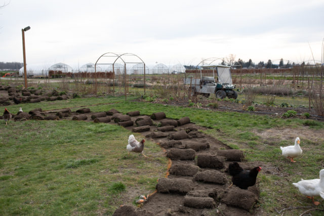 Ανύψωση SOD στο Floret Farm