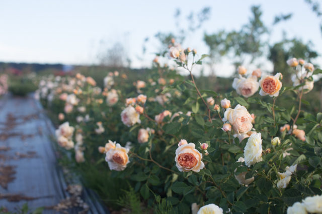 Σειρά τριαντάφυλλων βερίκοκου στο Floret Farm