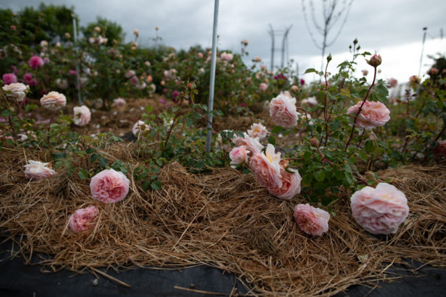 Σειρές τριαντάφυλλων στο Floret Farm