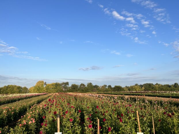 Το τοπίο στο Sunny Meadows Flower Farm