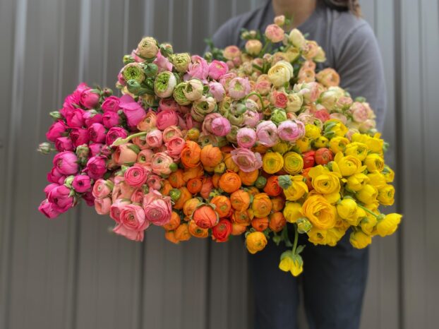 Ranunculus στο Sunny Meadows Flower Farm