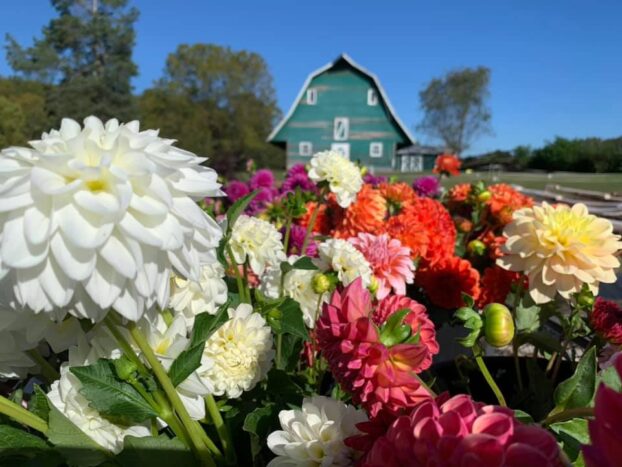 Το εικονικό πράσινο αχυρώνα στα Westwind Flowers, με το καλοκαίρι Dahlias στο προσκήνιο